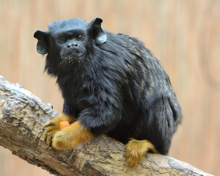  Kích thước nhỏ nhưng cực kỳ nhanh nhẹn. Loài khỉ này chỉ dài khoảng 23–28 cm, chưa tính đuôi, với trọng lượng trung bình dưới 600 gram. Dù nhỏ bé, chúng di chuyển rất linh hoạt, có thể nhảy xa giữa các cành cây mà hiếm khi trượt ngã. Ảnh: a-z-animals.com.