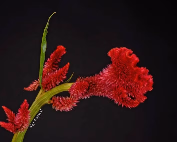  Là loài cây dễ trồng và thích nghi tốt. Cây mồng gà sinh trưởng nhanh, chịu hạn khá và không kén đất, phù hợp trồng ở vườn nhà, công viên hay dải phân cách đô thị. Ảnh: Pinterest.