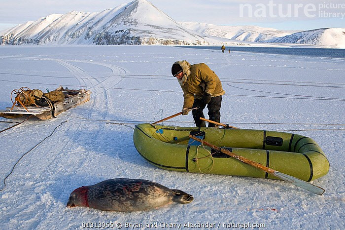  Khả năng thích nghi trước biến đổi khí hậu hiện đại. Biến đổi khí hậu làm tan băng nhanh chóng, buộc người Yupik phải điều chỉnh lối sống, nhưng vẫn nỗ lực bảo tồn tri thức truyền thống và tinh thần cộng đồng. Ảnh: infradoxxs.com.