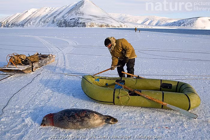  Khả năng thích nghi trước biến đổi khí hậu hiện đại. Biến đổi khí hậu làm tan băng nhanh chóng, buộc người Yupik phải điều chỉnh lối sống, nhưng vẫn nỗ lực bảo tồn tri thức truyền thống và tinh thần cộng đồng. Ảnh: infradoxxs.com.
