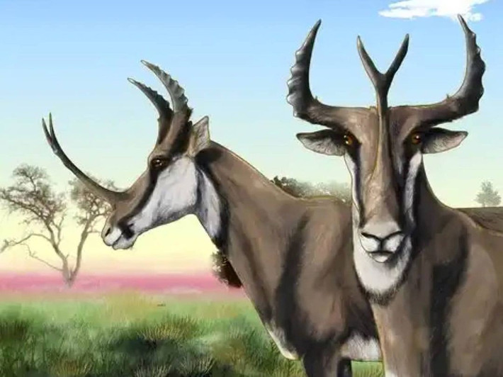  Chỉ con đực mới có sừng. Các nghiên cứu hóa thạch cho thấy sừng chỉ xuất hiện ở cá thể đực, nhiều khả năng dùng để tranh giành bạn tình. Ảnh: Pinterest.