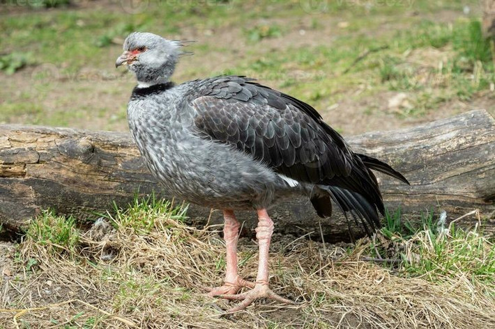  Tiếng kêu của chúng vang xa và cực kỳ ồn ào. Ngỗng hạc mào nổi tiếng với tiếng kêu lớn, khàn và kéo dài, có thể nghe thấy từ vài kilômét, thường dùng để đánh dấu lãnh thổ hoặc cảnh báo nguy hiểm. Ảnh: Pinterest.
