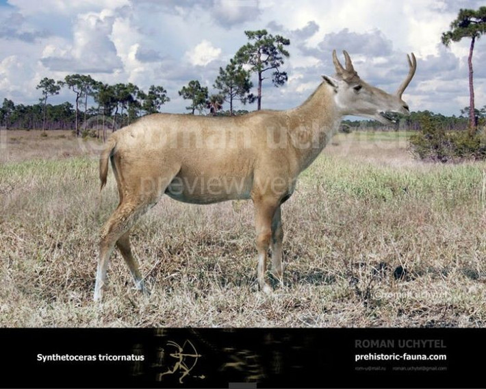  Là ví dụ điển hình cho tiến hóa hình thái dị thường. Synthetoceras cho thấy tiến hóa có thể tạo ra những cấu trúc kỳ lạ rồi biến mất hoàn toàn theo thời gian. Ảnh: Pinterest.