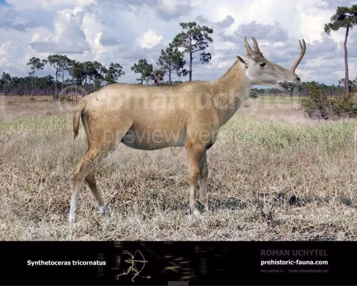  Là ví dụ điển hình cho tiến hóa hình thái dị thường. Synthetoceras cho thấy tiến hóa có thể tạo ra những cấu trúc kỳ lạ rồi biến mất hoàn toàn theo thời gian. Ảnh: Pinterest.