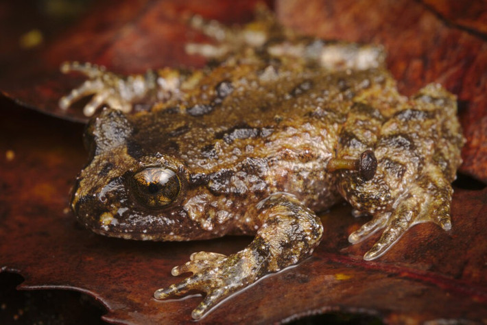  Không kêu “ộp ộp” như nhiều loài ếch khác. Khác với đa số ếch và nhái, ếch Hochstetter không có túi thanh quản phát triển nên gần như không phát ra tiếng kêu lớn. Điều này khiến việc phát hiện chúng trong tự nhiên trở nên khó khăn, vì chúng sống kín đáo và hoạt động chủ yếu vào ban đêm. Ảnh: nzfrogs.org.