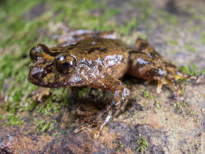  Có xương sườn nhỏ – đặc điểm hiếm thấy ở ếch. Một trong những điểm khác biệt thú vị của loài này là chúng vẫn còn các xương sườn nhỏ dọc theo thân. Phần lớn các loài ếch hiện đại đã mất cấu trúc này, vì vậy đặc điểm này cho thấy dòng họ Leiopelma giữ lại nhiều dấu vết của tổ tiên cổ đại. Ảnh: conservationvolunteers.co.nz.