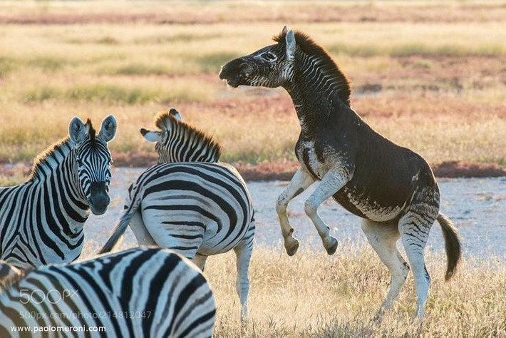  Cấu trúc xã hội phức tạp. Ngựa vằn sống theo đàn với hệ thống thứ bậc nghiêm ngặt và mối quan hệ bầy đàn bền chặt, khiến chúng khó chấp nhận con người như “thủ lĩnh” thay thế. Ảnh: Pinterest.