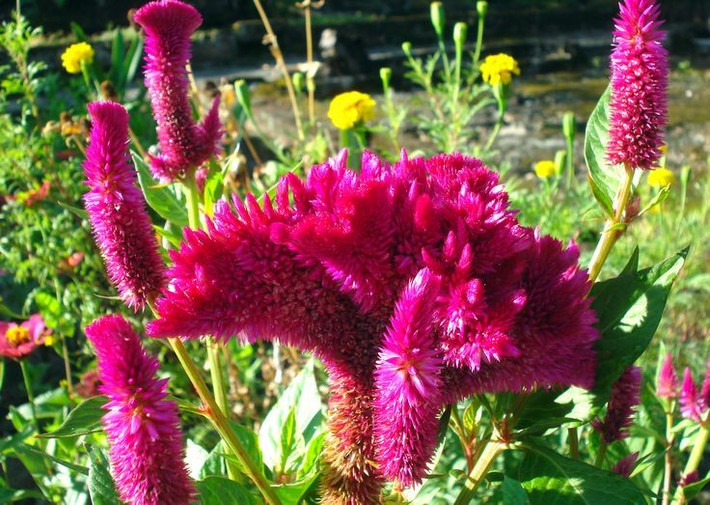  Là biểu tượng cho sức sống và sự bền bỉ. Hoa mồng gà thường nở rộ vào mùa hè, chịu được nắng nóng gay gắt, nên được xem là biểu trưng cho nghị lực và sự kiên cường. Ảnh: Pinterest.