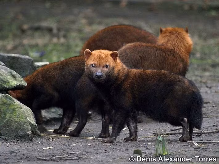  Ít khi được nhìn thấy ngoài tự nhiên. Chó bụi rất kín đáo và hoạt động chủ yếu vào ban ngày ở những khu vực rừng rậm khó tiếp cận. Vì vậy, phần lớn hiểu biết của con người đến từ bẫy ảnh và nghiên cứu trong điều kiện nuôi nhốt. Ảnh: Pinterest.