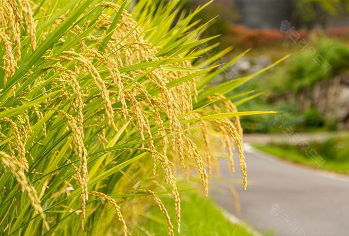  Lúa còn có giá trị sinh thái vượt ngoài vai trò lương thực. Ruộng lúa là môi trường sống của nhiều loài sinh vật như cá, ếch, côn trùng, góp phần tạo nên hệ sinh thái nông nghiệp đặc trưng vùng nhiệt đới. Ảnh: Pinterest.