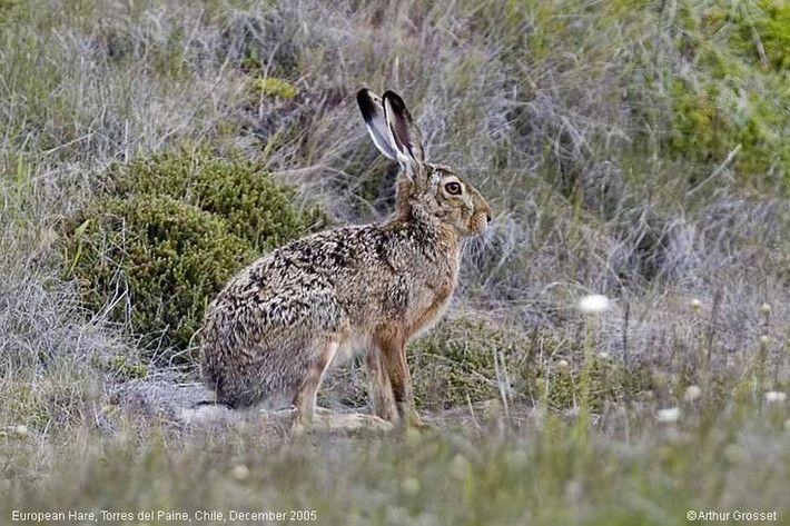  Thính giác và thị giác cực kỳ nhạy bén. Đôi tai dài giúp thu nhận âm thanh từ khoảng cách xa, trong khi mắt đặt lệch hai bên đầu cho phép quan sát gần như toàn cảnh. Ảnh: Pinterest.