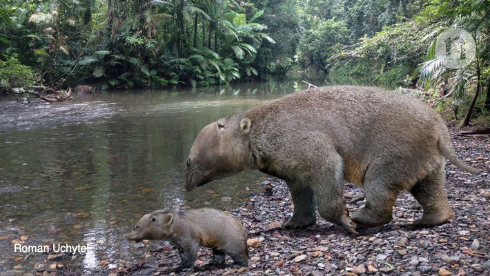  Kích thước ấn tượng. Một con Palorchestes trưởng thành có thể nặng hơn 1 tấn và cao gần 2 mét. Ảnh: nature.com.