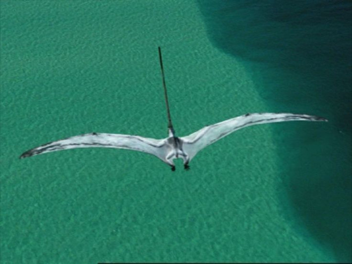  Sải cánh khoảng 2 mét. Dù không lớn như một số loài thằn lằn bay khổng lồ, chúng vẫn là loài bay hiệu quả. Ảnh: Pinterest.