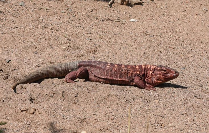  Chúng đóng vai trò sinh thái quan trọng. Bằng cách ăn trứng, côn trùng và trái cây, thằn lằn tegu đỏ giúp kiểm soát quần thể sinh vật và phát tán hạt giống trong rừng. Ảnh: Pinterest.