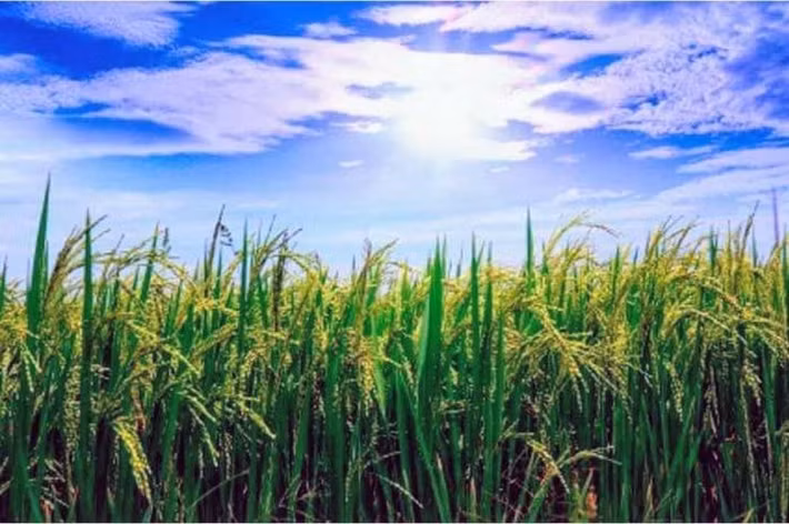  Cây lúa góp phần nuôi sống hơn một nửa dân số thế giới. Gạo là lương thực chính của hơn 3 tỷ người, đặc biệt tại châu Á, nơi lúa giữ vai trò sống còn đối với an ninh lương thực. Ảnh: Pinterest.