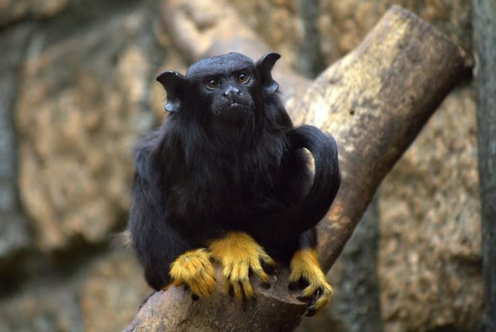  Đôi bàn tay vàng óng đặc trưng. Khỉ vuốt tay vàng gây ấn tượng mạnh bởi đôi bàn tay và bàn chân có màu vàng cam nổi bật, tương phản rõ rệt với bộ lông đen sẫm trên cơ thể. Đặc điểm này giúp chúng dễ dàng được nhận diện giữa tán rừng rậm rạp. Ảnh: Pinterest.