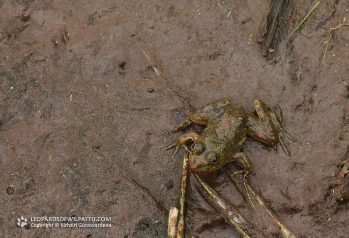  Vòng đời gắn chặt với nước. Trứng được đẻ thành từng cụm nổi trên mặt nước. Nòng nọc phát triển hoàn toàn trong môi trường nước trước khi biến thái thành ếch con và bắt đầu cuộc sống bán thủy sinh đặc trưng. Ảnh: wilpattu.com.