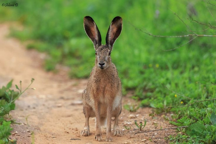  Hoạt động chủ yếu vào ban đêm. Loài này có tập tính sống về đêm để tránh nhiệt độ cao và giảm nguy cơ bị thú săn mồi phát hiện vào ban ngày. Ảnh: Pinterest.