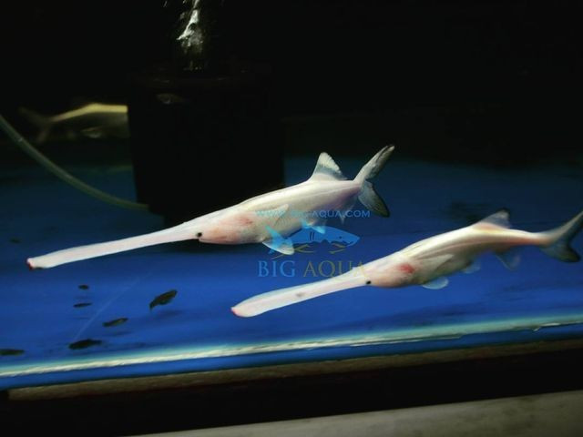  Đây là một trong hai loài cá tầm thìa còn tồn tại trên thế giới. Hiện nay chỉ có hai loài cá tầm thìa được biết đến: cá tầm thìa Mỹ và cá tầm thìa Trung Quốc. Tuy nhiên, loài ở Trung Quốc đã suy giảm nghiêm trọng và có thể đã tuyệt chủng trong tự nhiên, khiến cá tầm thìa Mỹ trở thành đại diện quan trọng của dòng cá cổ đại này. Ảnh: Pinterest.