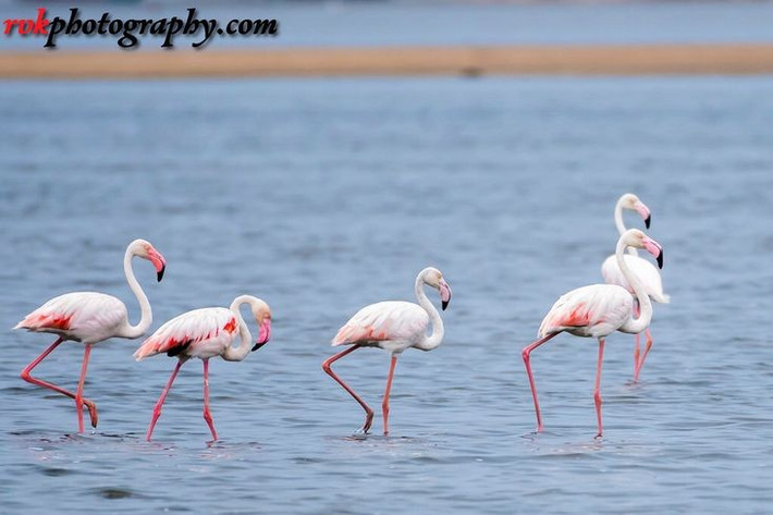  Hệ sinh thái phụ thuộc vào nước nhân tạo. Vườn quốc gia Keoladeo không có nguồn nước tự nhiên ổn định, mà phụ thuộc vào hệ thống dẫn nước từ kênh đào và mưa mùa gió mùa để duy trì đầm lầy. Ảnh: Pinterest.