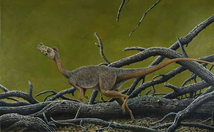  Ứng cử viên cho danh hiệu nhỏ nhất. Các nhà cổ sinh vật học thường nhắc tới Microraptor, Anchiornis hay Parvicursor như những loài khủng long nhỏ nhất từng được phát hiện. Ảnh: Pinterest.