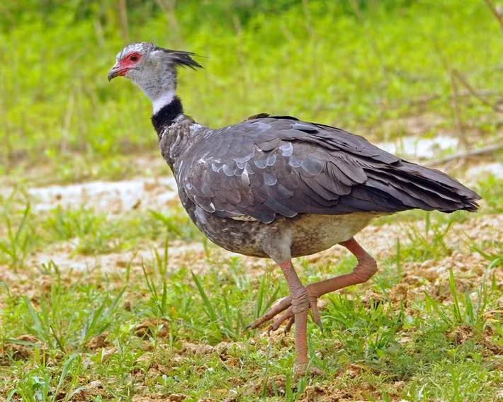  Ngỗng hạc mào là một trong những loài chim cổ xưa nhất Nam Mỹ. Ngỗng hạc mào thuộc họ Anhimidae, nhóm chim được xem là “hóa thạch sống” với nhiều đặc điểm giải phẫu còn giữ nét nguyên thủy so với các loài chim hiện đại. Ảnh: Pinterest.