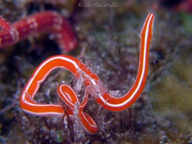  Khả năng tái sinh cực kỳ ấn tượng. Một số loài giun vòi có thể tái sinh toàn bộ cơ thể chỉ từ một mảnh nhỏ, thậm chí mỗi đoạn cắt ra đều có khả năng phát triển thành cá thể hoàn chỉnh. Ảnh: Pinterest.