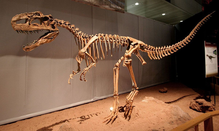  Hóa thạch được tìm thấy tại Trung Quốc. Những mẫu hóa thạch quan trọng của Monolophosaurus được phát hiện ở khu vực Tân Cương, Trung Quốc. Việc tìm thấy bộ xương tương đối hoàn chỉnh giúp các nhà cổ sinh vật học hiểu rõ hơn về cấu trúc cơ thể và mối quan hệ tiến hóa của loài này. Ảnh: Pinterest.