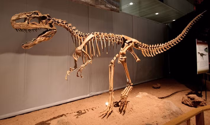  Hóa thạch được tìm thấy tại Trung Quốc. Những mẫu hóa thạch quan trọng của Monolophosaurus được phát hiện ở khu vực Tân Cương, Trung Quốc. Việc tìm thấy bộ xương tương đối hoàn chỉnh giúp các nhà cổ sinh vật học hiểu rõ hơn về cấu trúc cơ thể và mối quan hệ tiến hóa của loài này. Ảnh: Pinterest.