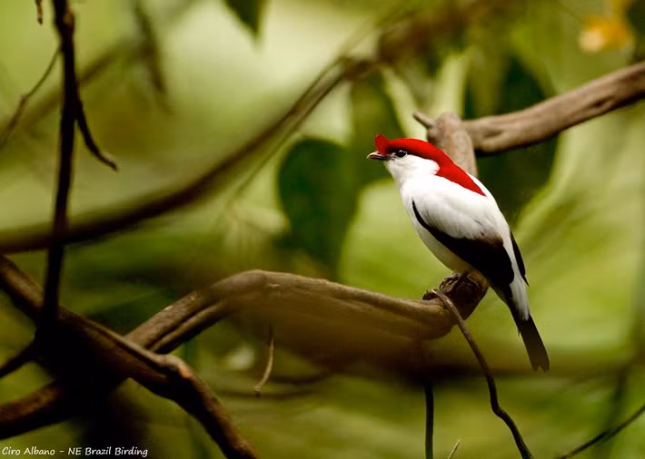  Loài chim đặc hữu cực kỳ hiếm của Brazil. Chim di Araripe chỉ được tìm thấy tại một khu vực rất nhỏ quanh cao nguyên Chapada do Araripe, bang Ceará, Brazil. Phạm vi phân bố hẹp khiến loài này đặc biệt dễ tổn thương trước mọi biến động môi trường. Ảnh: Pinterest.