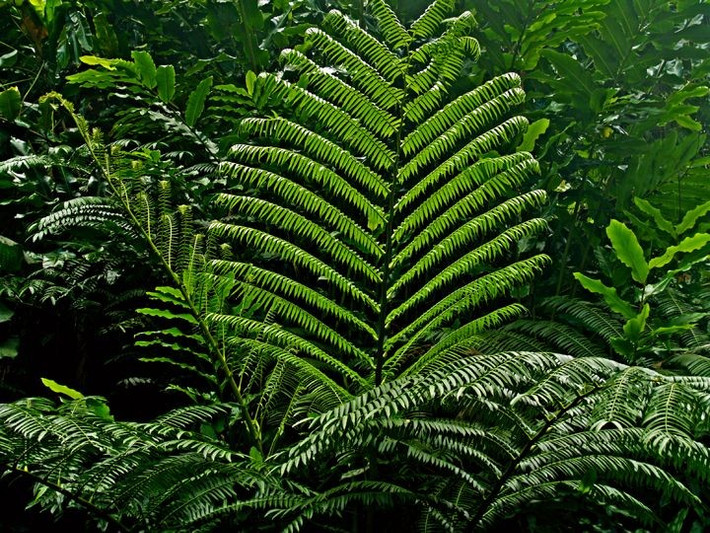  Được con người sử dụng làm cảnh và thực phẩm. Nhiều loài dương xỉ được trồng làm cây cảnh nhờ dáng lá thanh thoát, phù hợp không gian nội thất hoặc sân vườn. Ở một số nước châu Á, chồi non của vài loài còn được chế biến thành món ăn truyền thống, dù cần xử lý đúng cách để loại bỏ độc tố tự nhiên. Ảnh: Pinterest.