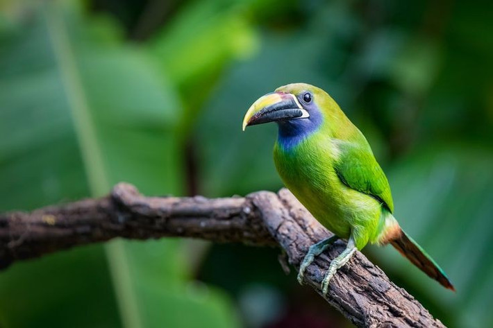  Được xem là loài chỉ thị môi trường rừng. Sự hiện diện hay suy giảm của chim tu căng ngọc lục bảo phản ánh trực tiếp tình trạng rừng nguyên sinh, khiến chúng trở thành đối tượng được quan tâm trong công tác bảo tồn. Ảnh: Pinterest.