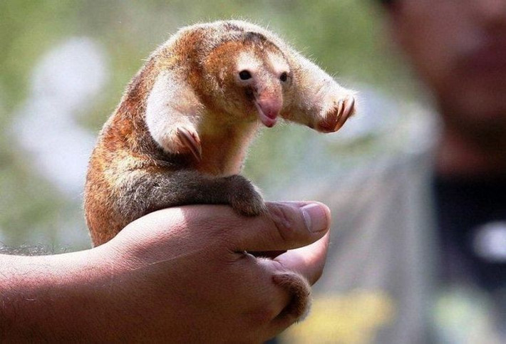  Hai ngón vuốt đặc trưng. Tên khoa học “didactylus” (hai ngón) bắt nguồn từ đặc điểm hai ngón vuốt lớn ở chi trước, cực kỳ sắc bén, dùng để xé tổ kiến, bám chặt cành cây và tự vệ khi bị đe dọa. Ảnh: Pinterest.