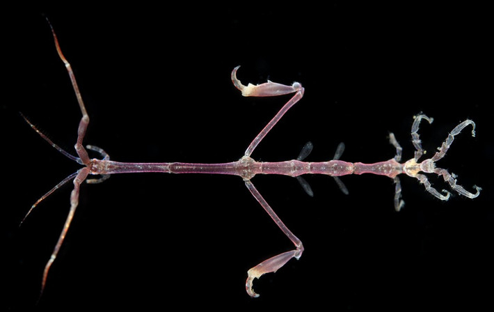  Là chỉ dấu sinh học của môi trường biển. Sự hiện diện và mật độ của Caprella acanthifera thường phản ánh tình trạng môi trường nước ven bờ, khiến chúng được các nhà khoa học quan tâm trong nghiên cứu sinh thái. Ảnh: inaturalist.