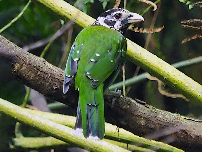  Thức ăn bao gồm trái cây và côn trùng. Chế độ ăn hỗn hợp giúp chúng thích nghi tốt với những điều kiện môi trường khác nhau. Ảnh: Pinterest.