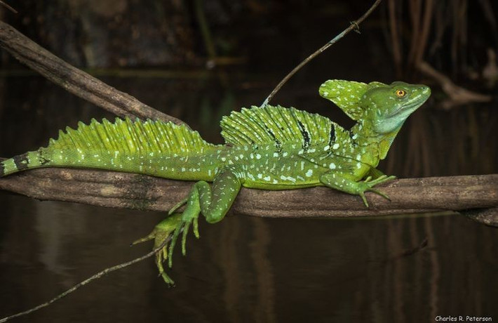  Là loài leo trèo cực kỳ khéo léo. Nanh vuốt và chân dài giúp chúng di chuyển nhanh chóng giữa các thân cây cao. Ảnh: Pinterest.