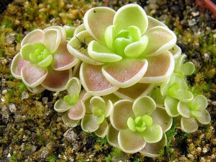  Sống ở môi trường nghèo dinh dưỡng. Bẫy mỡ thường mọc ở đất ẩm, đá vôi hoặc vùng rêu ướt, nơi nghèo nitơ và khoáng chất, nên buộc phải ăn thịt để sinh tồn. Ảnh: Pinterest.