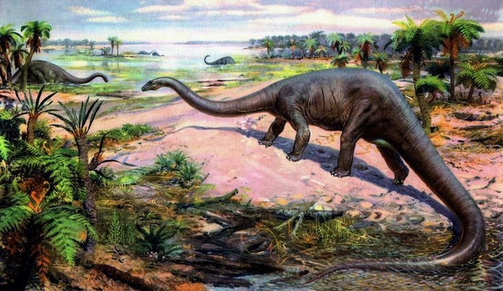  Thức ăn chủ yếu là thực vật thấp. Dù có cổ dài, nhiều nghiên cứu cho rằng Diplodocus thường giữ cổ gần ngang mặt đất để ăn dương xỉ, cây bụi và thảm thực vật thấp. Cấu trúc răng nhỏ, hình bút chì cho thấy chúng không nhai mà chỉ tuốt lá rồi nuốt vào dạ dày. Ảnh: Pinterest.