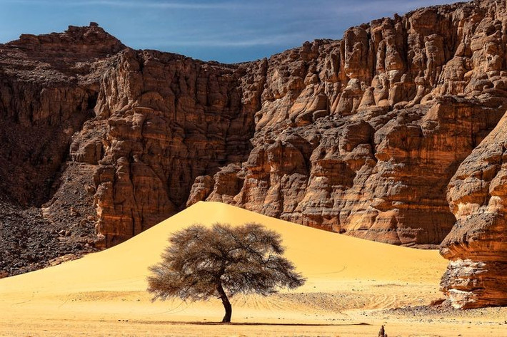  Đa dạng sinh học cao. Dù nằm trong sa mạc khô cằn, Tassili n’Ajjer vẫn là nơi trú ngụ của nhiều loài động thực vật đặc hữu, trong đó có loài cây bách Sahara quý hiếm. Ảnh: Pinterest.