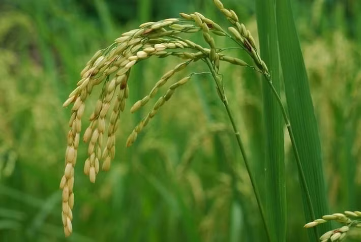  Hạt gạo thực chất là quả của cây lúa. Về mặt sinh học, hạt lúa là dạng quả thóc, trong đó phần gạo con người ăn chính là nội nhũ, nguồn dự trữ năng lượng nuôi mầm cây. Ảnh: Pinterest.