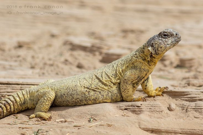  Chủ yếu ăn thực vật. Khác với nhiều loài thằn lằn ăn côn trùng, thằn lằn đuôi chuỳ Ai Cập chủ yếu ăn lá, hoa, hạt và chồi non, thích nghi hoàn hảo với môi trường khan hiếm mồi sống. Ảnh: Pinterest.