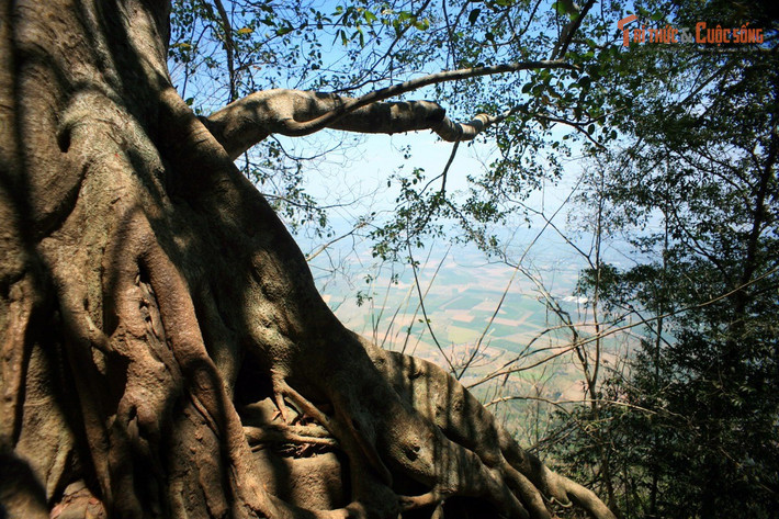 “Kho báu” thực sự chính là thiên nhiên và đa dạng sinh học. Các nghiên cứu gần đây phát hiện loài động thực vật mới tại khu vực Núi Bà Đen, cho thấy nơi đây thực sự là một “kho báu sinh học” quý giá.