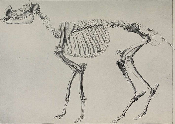  Tên nghĩa là “sừng nguyên thủy”. Tên gọi Protoceras xuất phát từ tiếng Hy Lạp, thể hiện đặc điểm sừng nguyên thủy của loài. Ảnh: picryl.com.