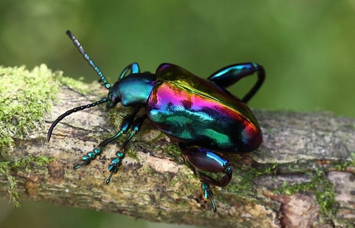  Màu ánh kim sặc sỡ có tác dụng sinh tồn. Lớp vỏ ngoài của bọ ánh kim chân ếch ánh xanh lục hoặc xanh lam kim loại lấp lánh, vừa giúp ngụy trang trong tán lá phản chiếu ánh sáng, vừa khiến kẻ săn mồi dè chừng. Ảnh: Pinterest.