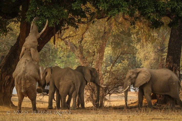  Thiên đường của voi châu Phi. Hàng nghìn cá thể voi thường xuyên xuất hiện tại đây, nổi tiếng với hành vi đứng bằng hai chân sau để vươn lên hái quả từ những cây ana ven sông. Ảnh: Pinterest.