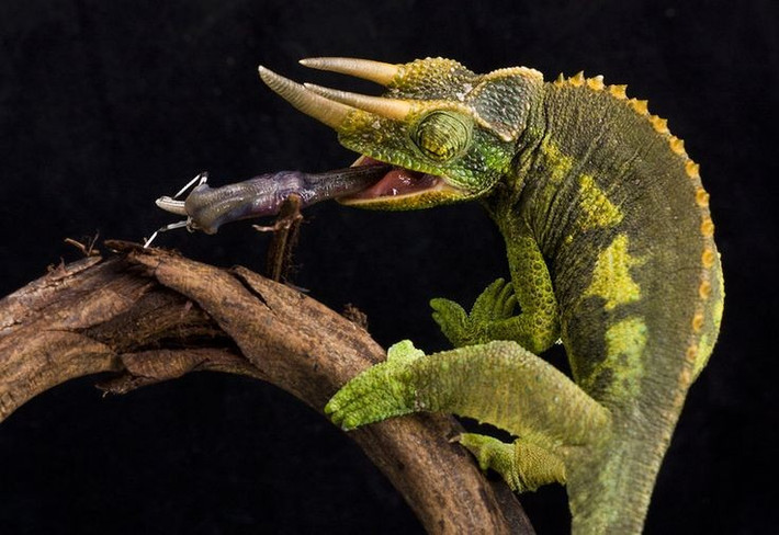  Lưỡi của tắc kè hoa bắn ra với tốc độ kinh ngạc. Lưỡi dài bằng cả cơ thể chúng và có thể bắn ra chỉ trong vài phần trăm giây. Ảnh: Pinterest.