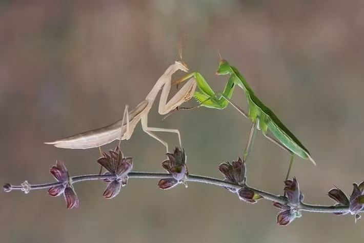  Ăn thịt cả đồng loại khi cần thiết. Một số loài bọ ngựa có hành vi ăn thịt đồng loại, đặc biệt là trong mùa sinh sản. Con cái đôi khi ăn con đực sau hoặc thậm chí trong khi giao phối, nhằm bổ sung dinh dưỡng cho quá trình tạo trứng. Ảnh: Pinterest.