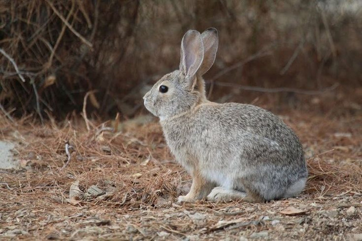  Là loài thỏ nhỏ nhất Bắc Mỹ. Thỏ lùn là loài thỏ nhỏ nhất ở Bắc Mỹ. Một con trưởng thành thường chỉ dài khoảng 23–29 cm và nặng chưa đến nửa kilogram. Kích thước nhỏ bé giúp chúng dễ dàng ẩn mình giữa các bụi cây rậm rạp trong môi trường khô hạn nơi chúng sinh sống. Ảnh: Pinterest.