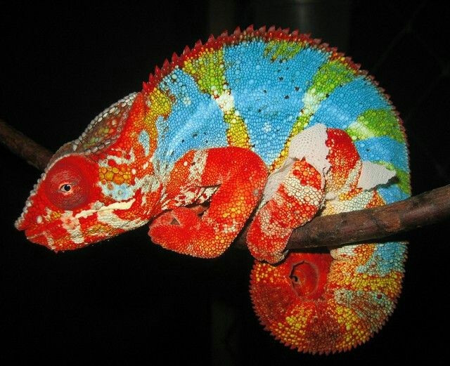  Mỗi loài có hoa văn rất khác nhau. Hơn 200 loài tắc kè hoa có màu sắc và cấu trúc cơ thể rất đa dạng. Ảnh: Pinterest.