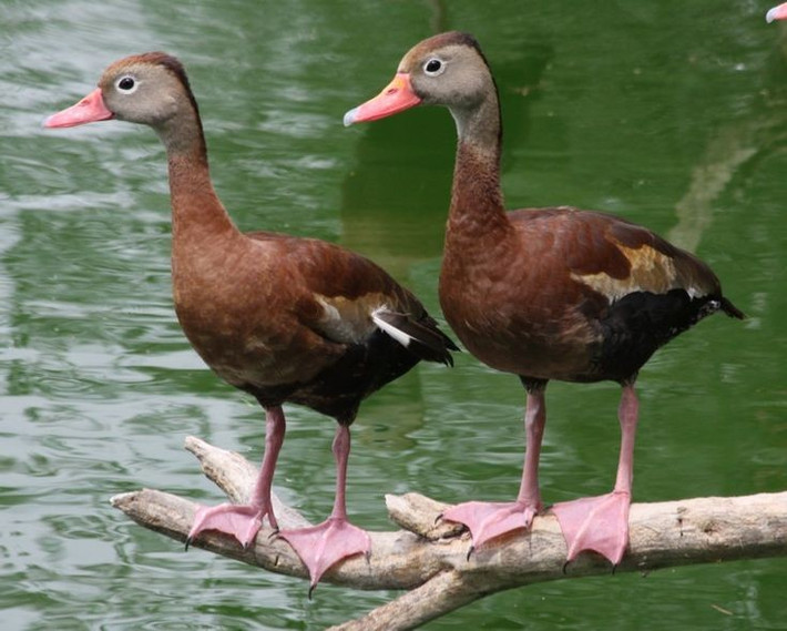  Có thể ngủ trên cây. Mặc dù là vịt, nhiều loài le nâu lại có khả năng đậu trên cành cây nhờ chân dài và móng khỏe. Chúng thường nghỉ ngơi hoặc ngủ trên những cành cây gần mặt nước, đặc biệt vào ban đêm để tránh thú săn mồi dưới đất. Chính đặc điểm này khiến chúng còn được gọi là “vịt cây”. Ảnh: Pinterest.